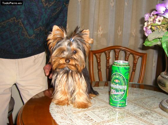 La foto del perro