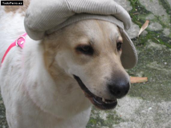 La foto del perro