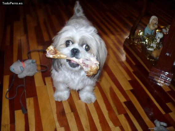La foto del perro