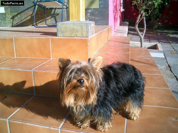 La foto del perro