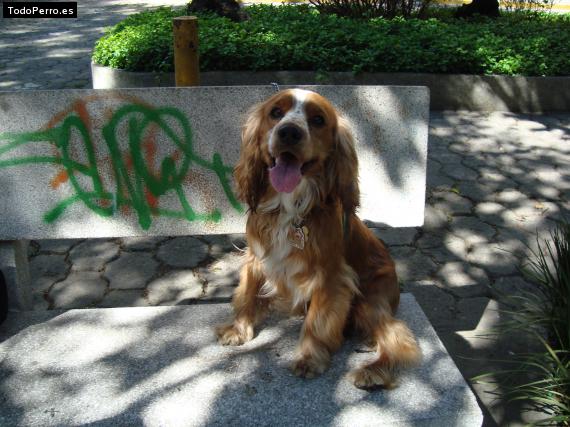 La foto del perro