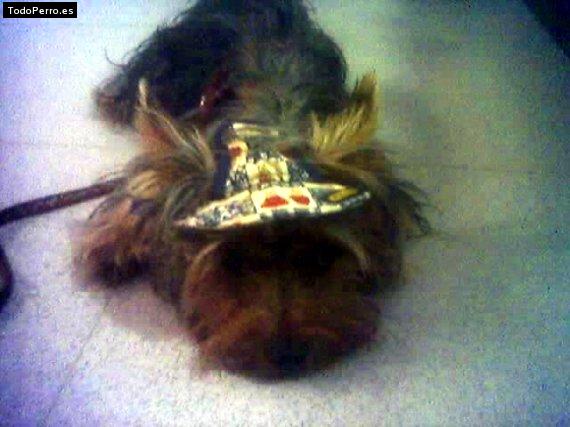 La foto del perro