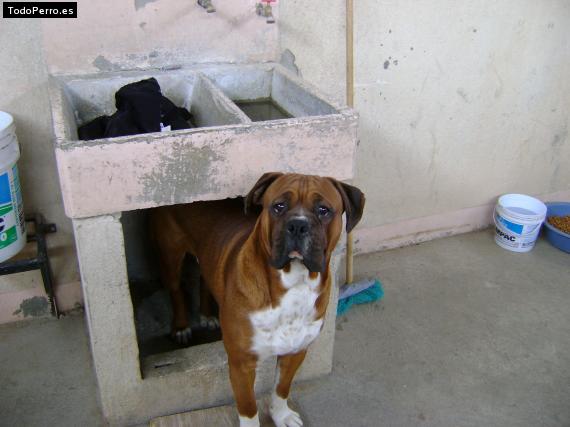 La foto del perro