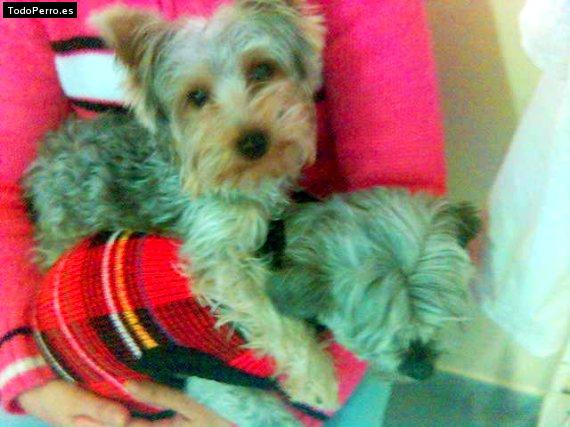 La foto del perro