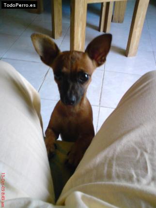 La foto del perro