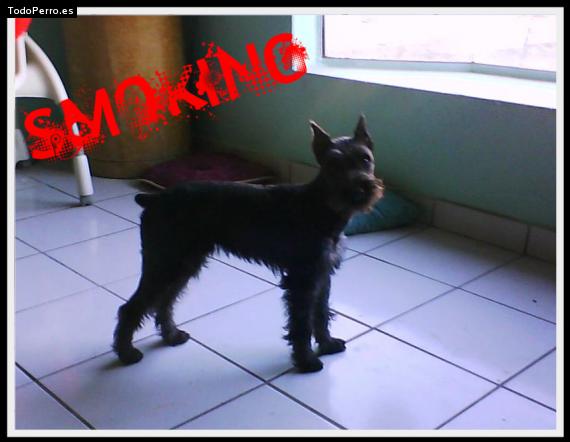 La foto del perro