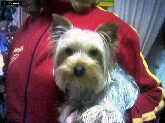 La foto del perro