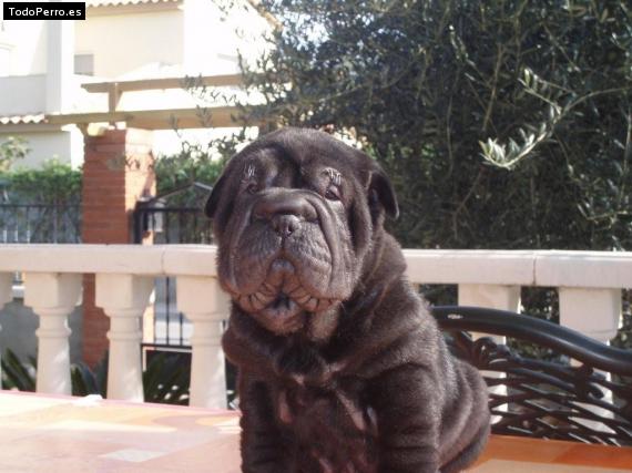 La foto del perro