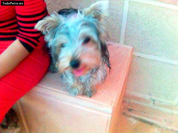 La foto del perro