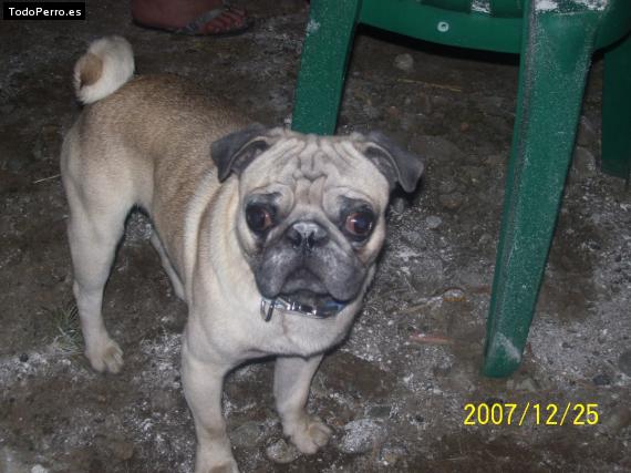 La foto del perro