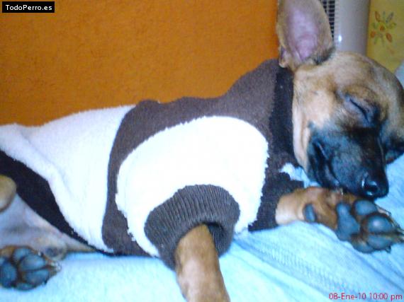 La foto del perro