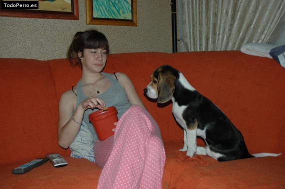 La foto del perro
