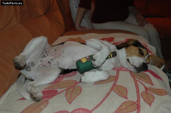 La foto del perro