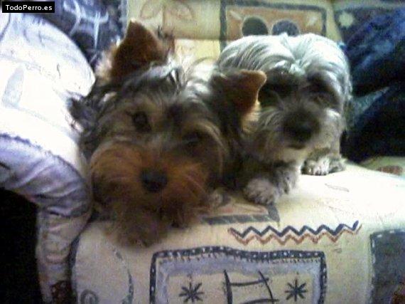 La foto del perro