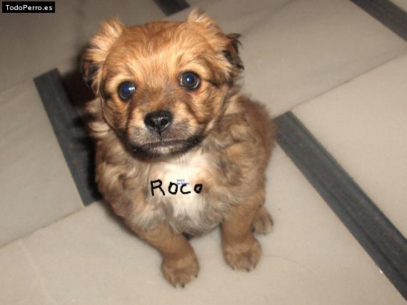 Foto del perro Roco