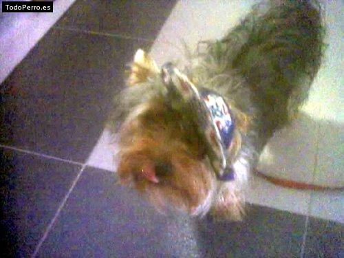 La foto del perro