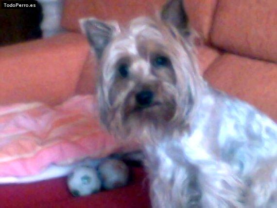 La foto del perro