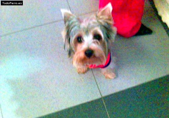 La foto del perro