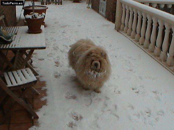 La foto del perro