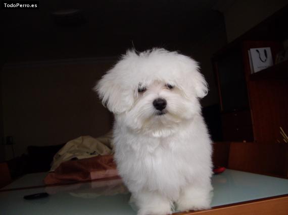 La foto del perro