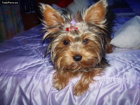 La foto del perro