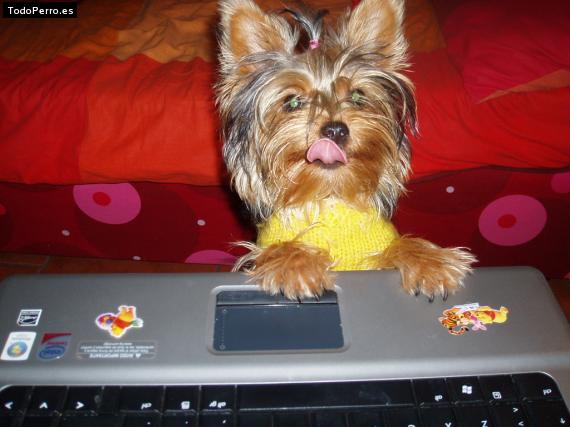 La foto del perro