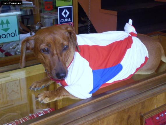 La foto del perro