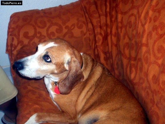La foto del perro