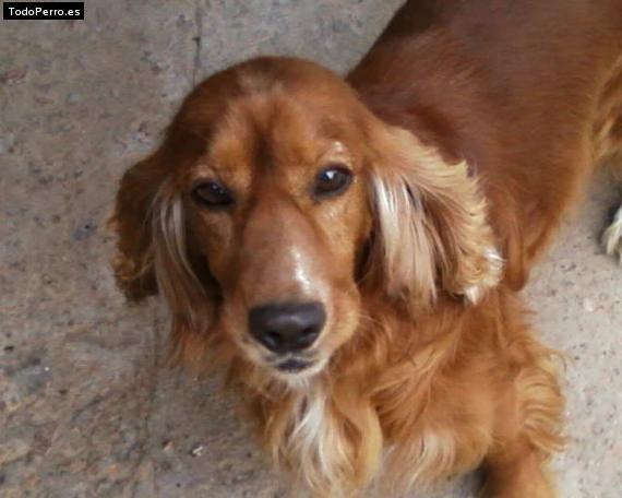 La foto del perro