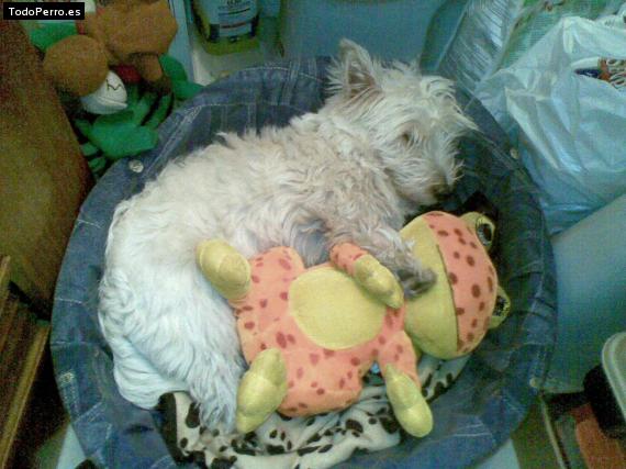 La foto del perro