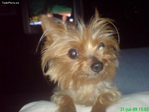 La foto del perro