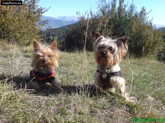La foto del perro
