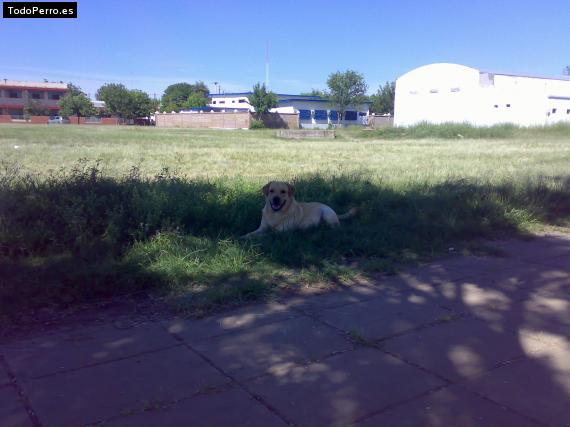 La foto del perro