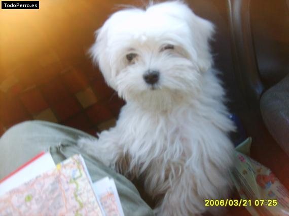 La foto del perro