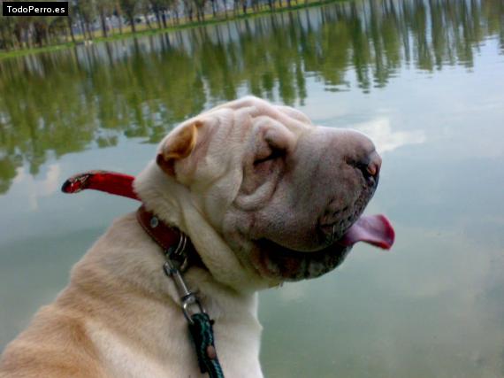 La foto del perro