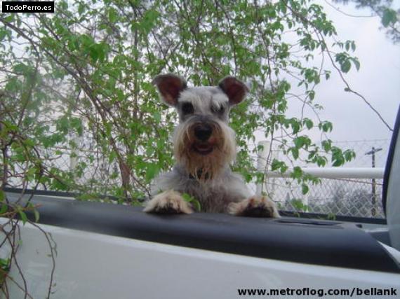 La foto del perro