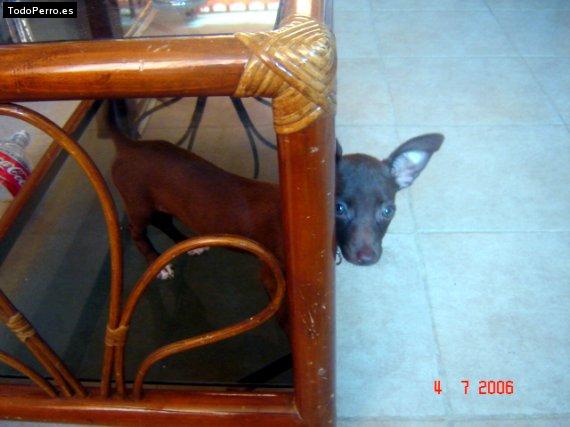La foto del perro