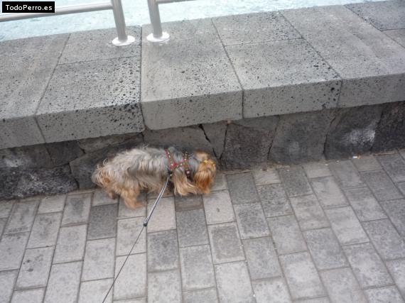 La foto del perro