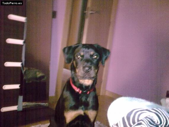 La foto del perro