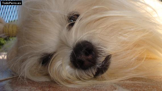 La foto del perro