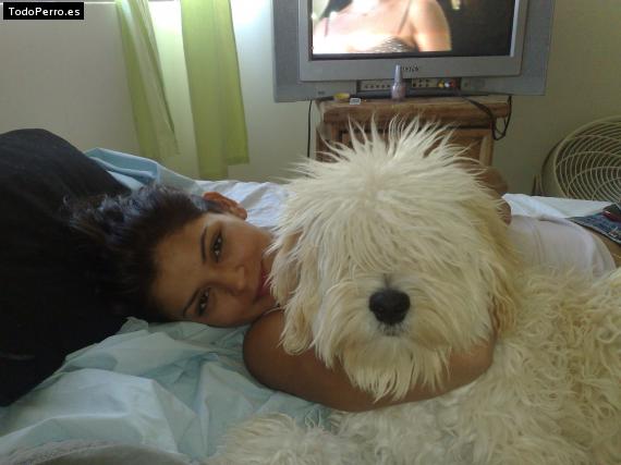 La foto del perro