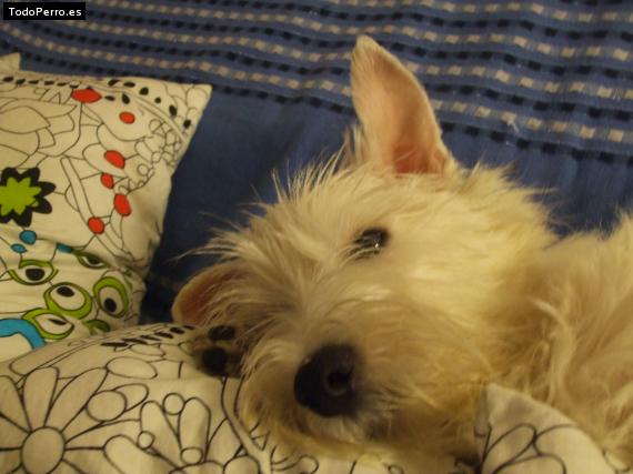 La foto del perro
