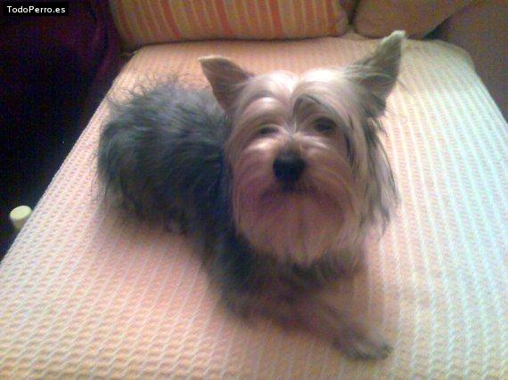 La foto del perro