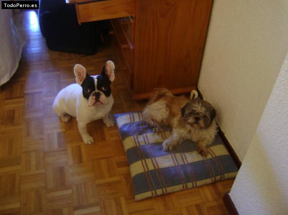 La foto del perro