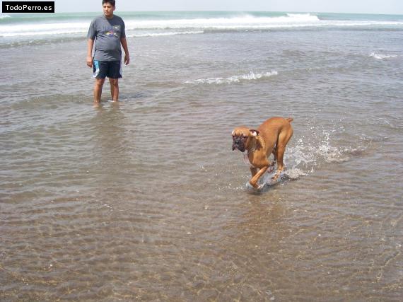 La foto del perro