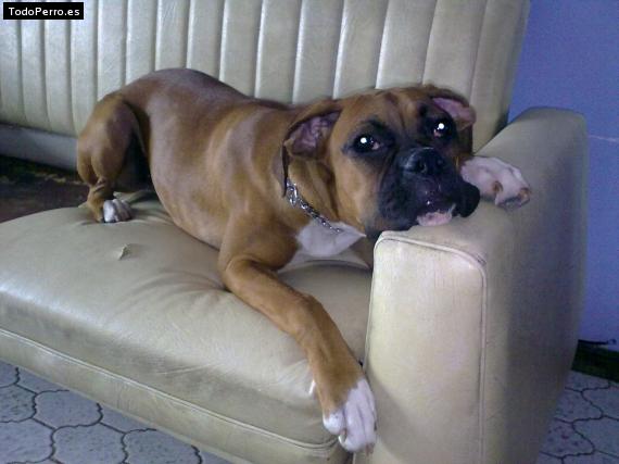 La foto del perro
