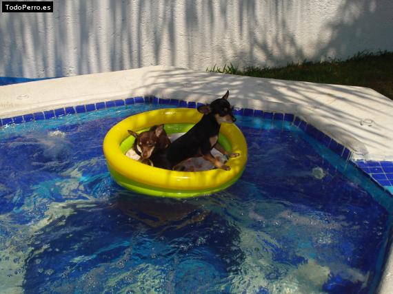 La foto del perro