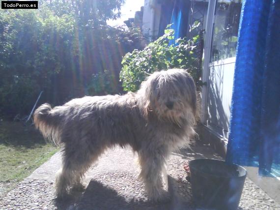 La foto del perro