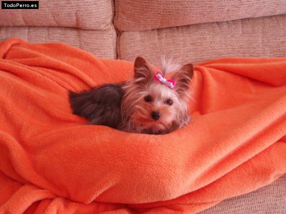 La foto del perro