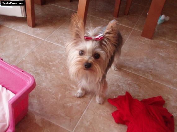 La foto del perro